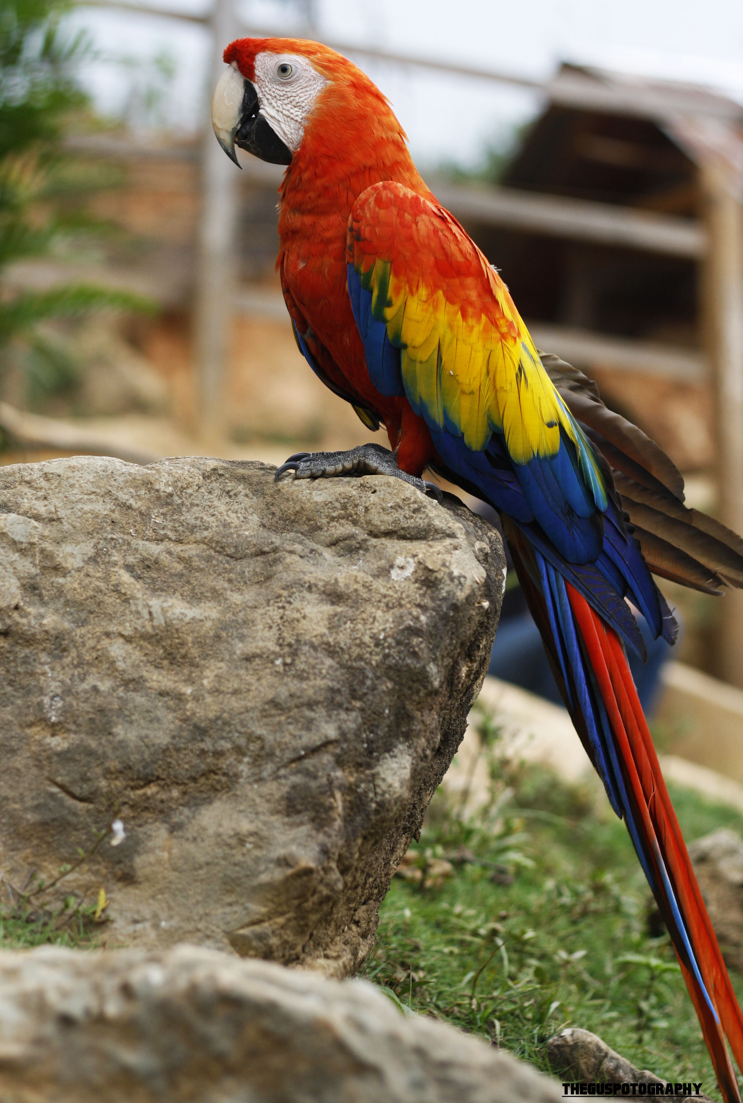 Scarlet macaw